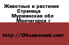  Животные и растения - Страница 11 . Мурманская обл.,Мончегорск г.